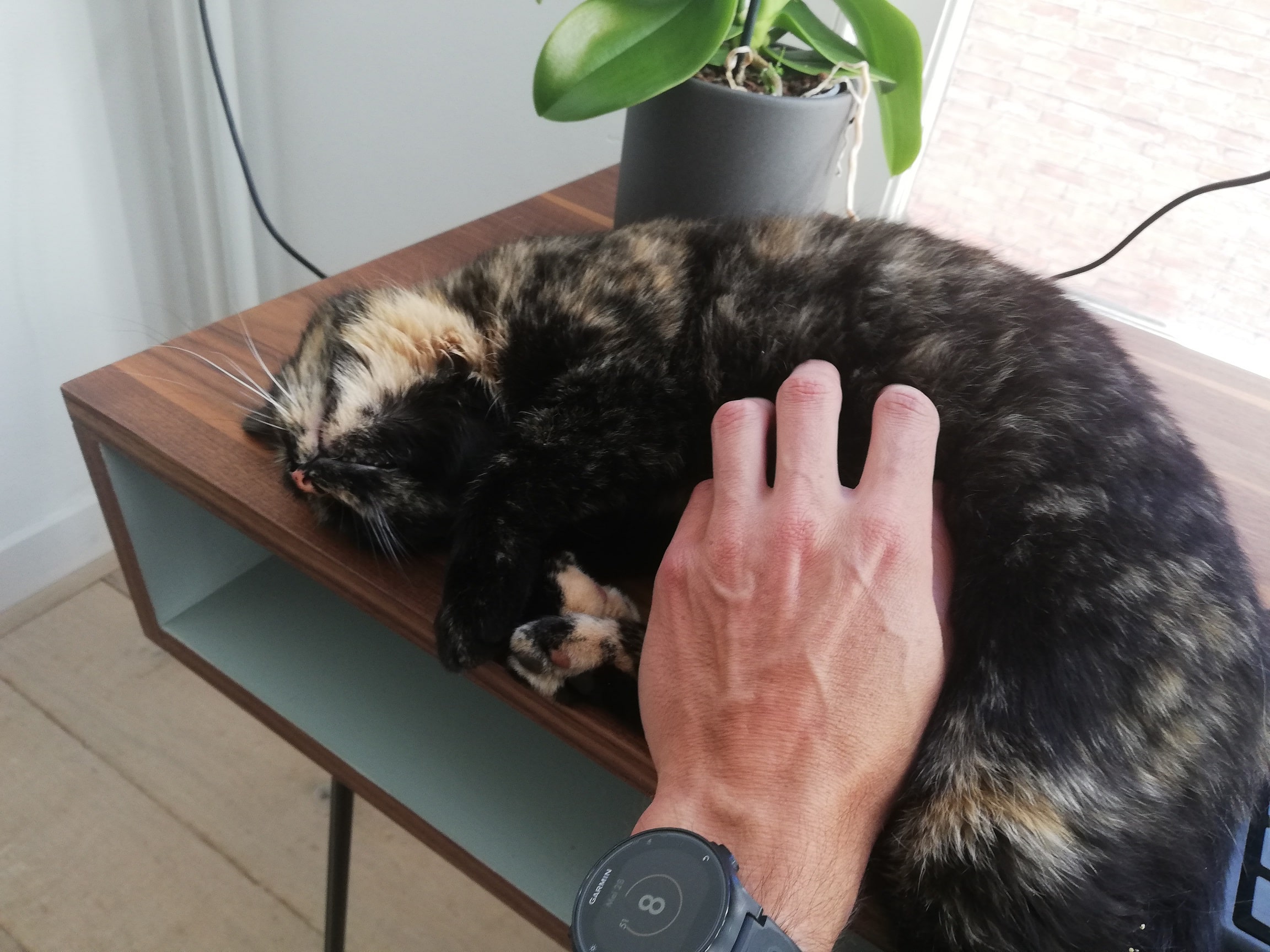 The Benefits of Working from Home with Pets – Ivo and Fudge